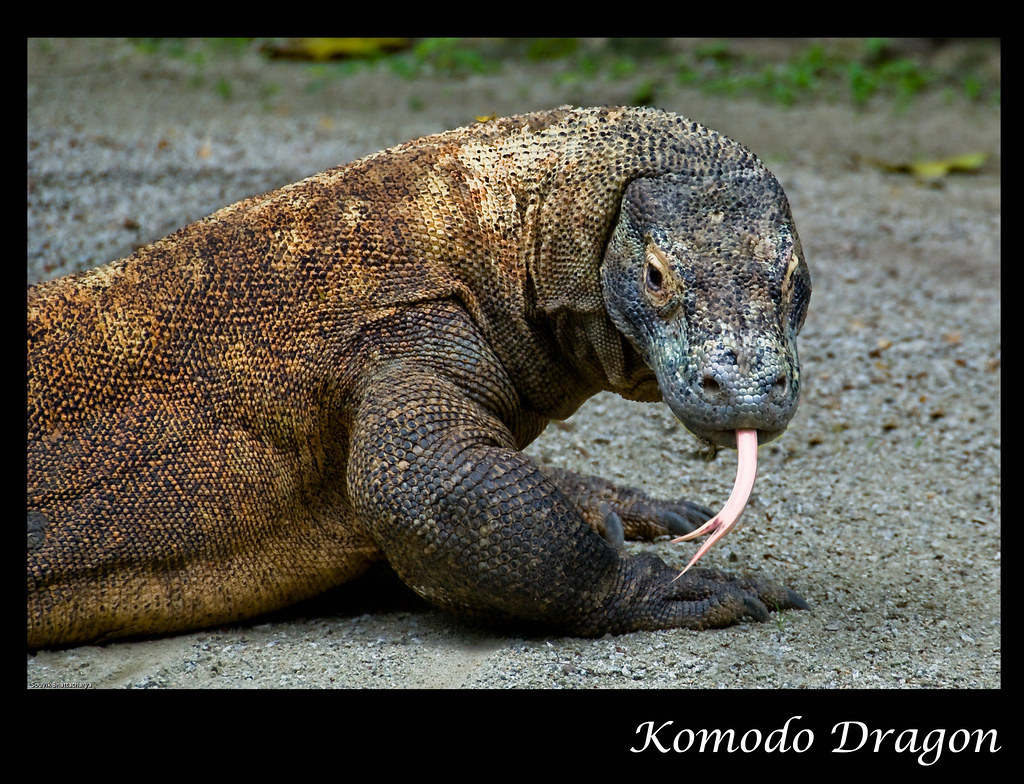 Komodo Dragon Singapore Zoo After many shots was able