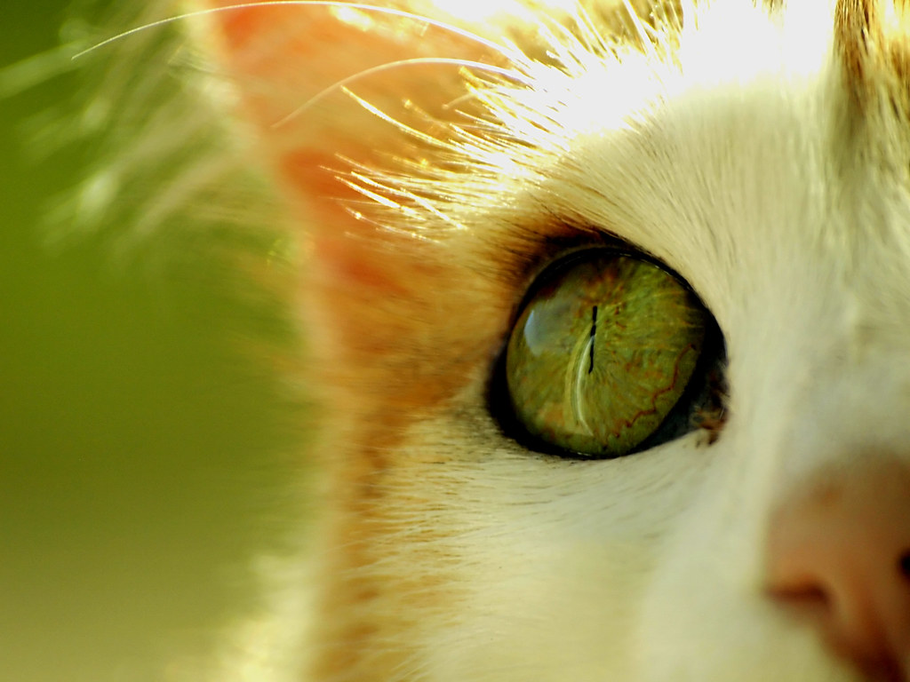 A Cat's Eye There is Some Dirt or something in it's eye...… Flickr
