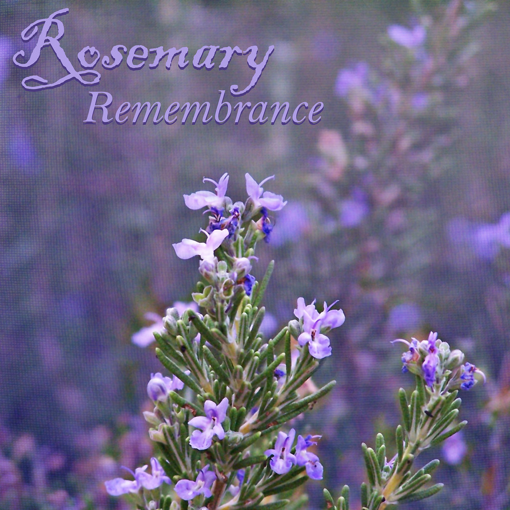365/44 Rosemary Remembrance This huge rosemary bush grows… Flickr