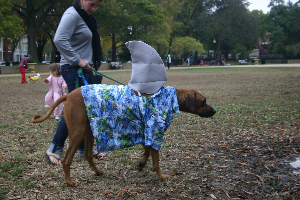 The land shark dog adriennewojo Flickr