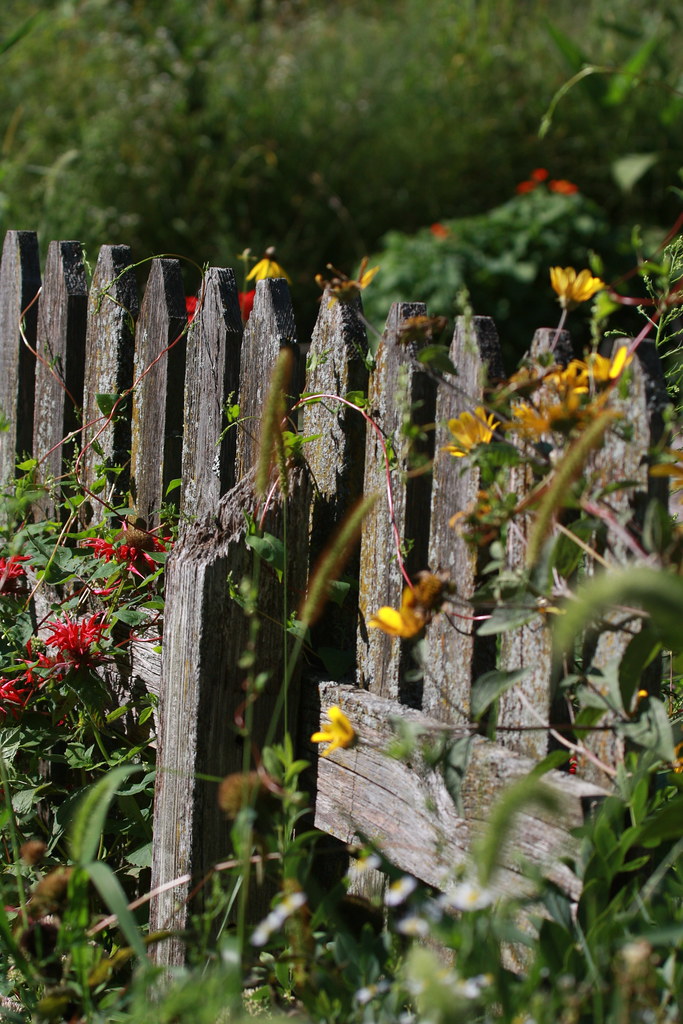 Garden Fence I section of weathered cedar fence in the mid… Flickr