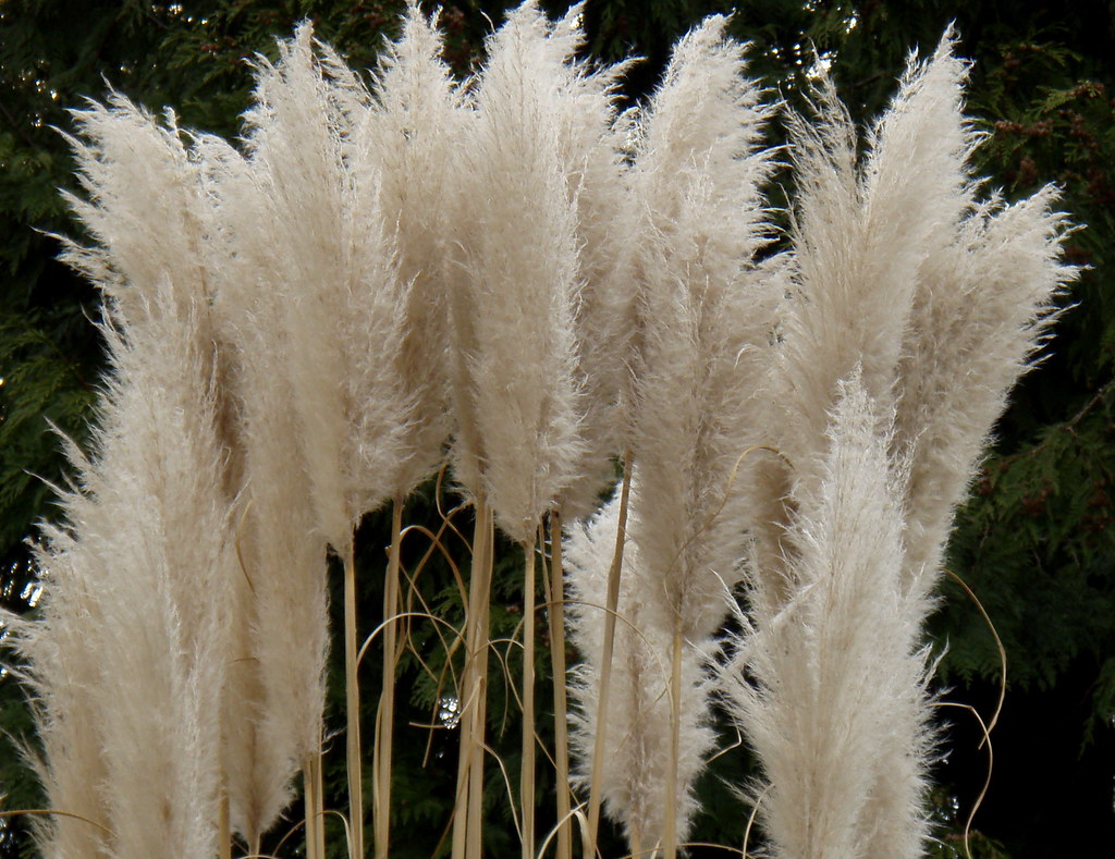 Tall Pampas Grass It grows tall with fluffy plumes and rem… Flickr