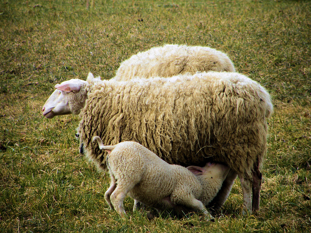 little sheep drinking milk at lake Hallwil Michael Flickr