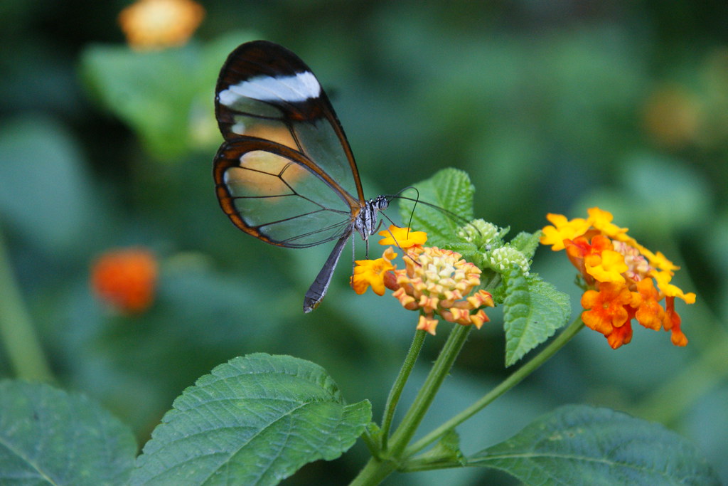 Butterfly House Chester Zoo Chester Zoo's new Butterfly … Flickr