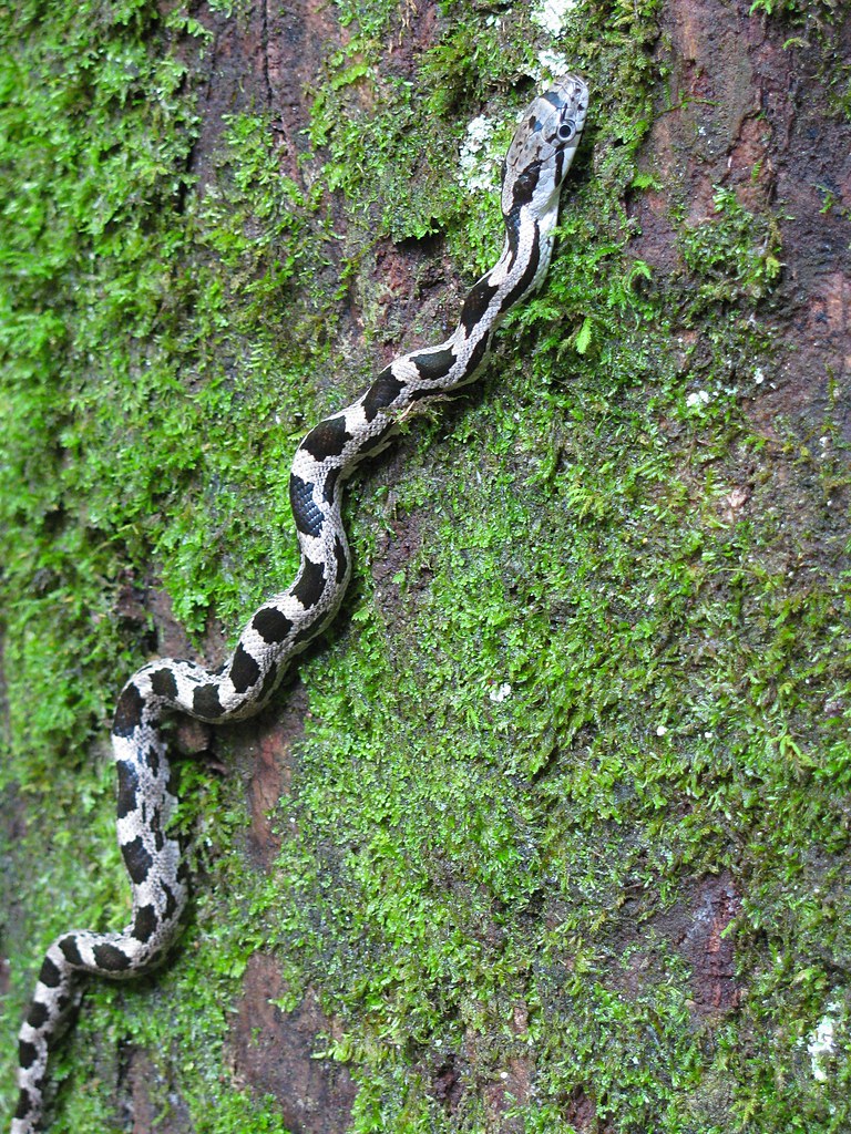 Rat Snake Climbing A Tree 5/85/9/09; Beautiful Alabama Ra… Flickr