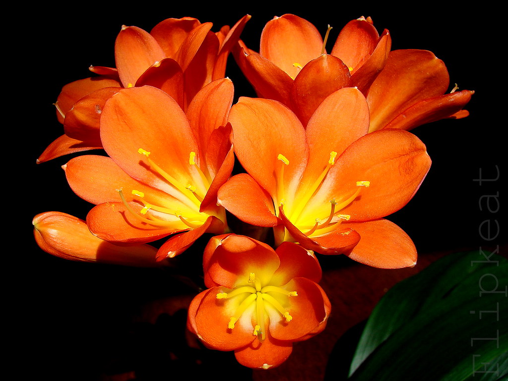 Orange Blossom Special I thought we could all use some col… Flickr