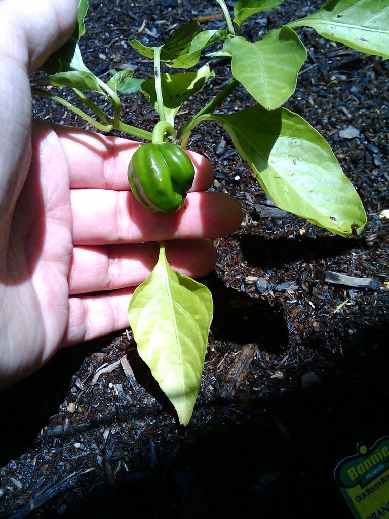 Baby bell pepper plant in my organic garden This is the fi… Flickr