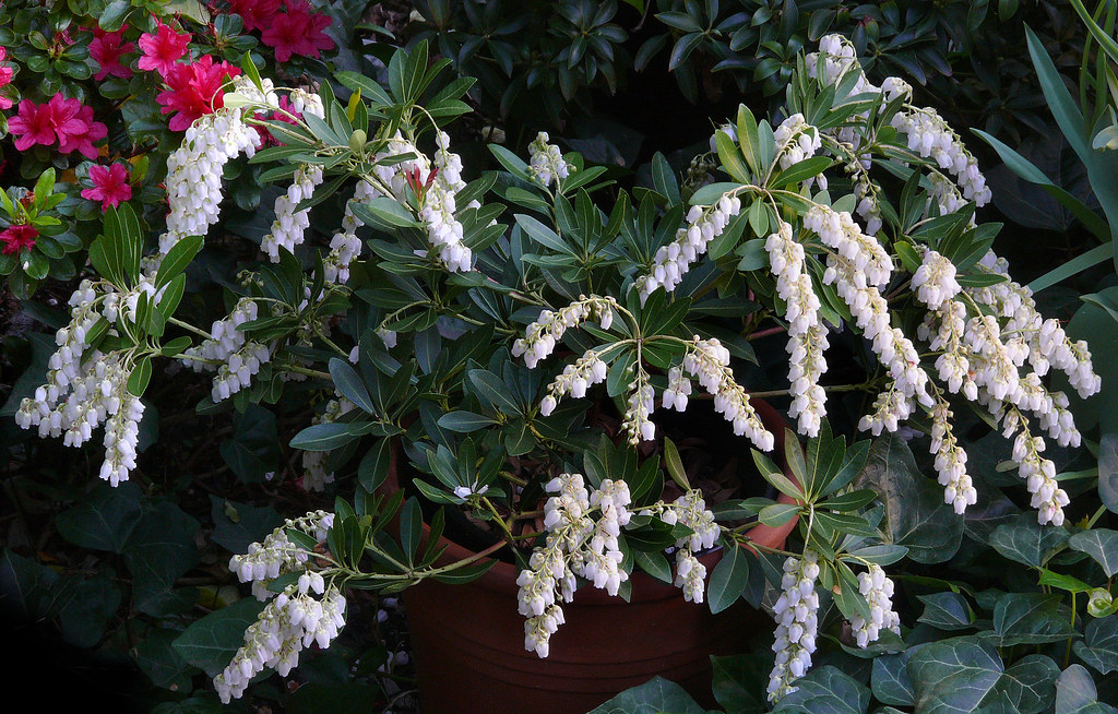 Pieris japonica 'Temple Bells' 3 Ericaceae Japan, Taiwa… Flickr