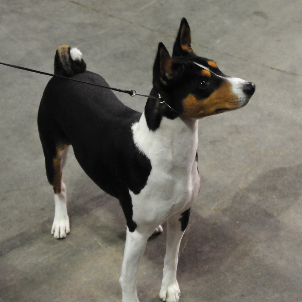 Basenji the dog that doesn't bark Dog Show Ruthie