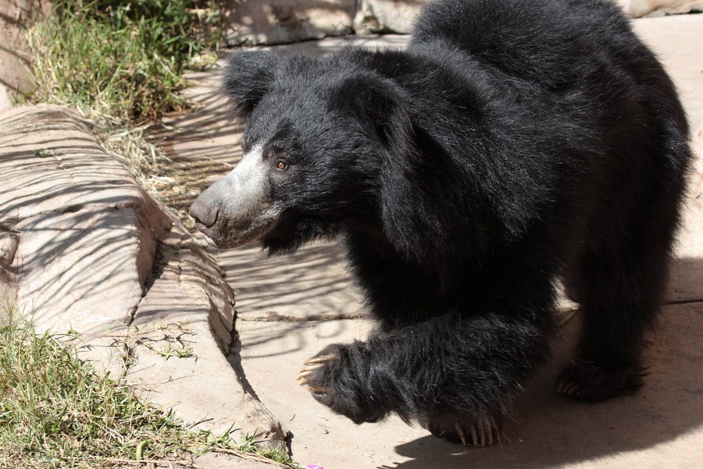 Sloth Bear walking put your right leg up....and shake it a… Flickr