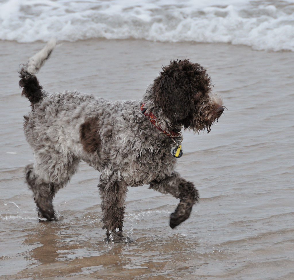 _MLA6289 Lagotto Romagnolo (Italian water dog) at Portrush… Flickr
