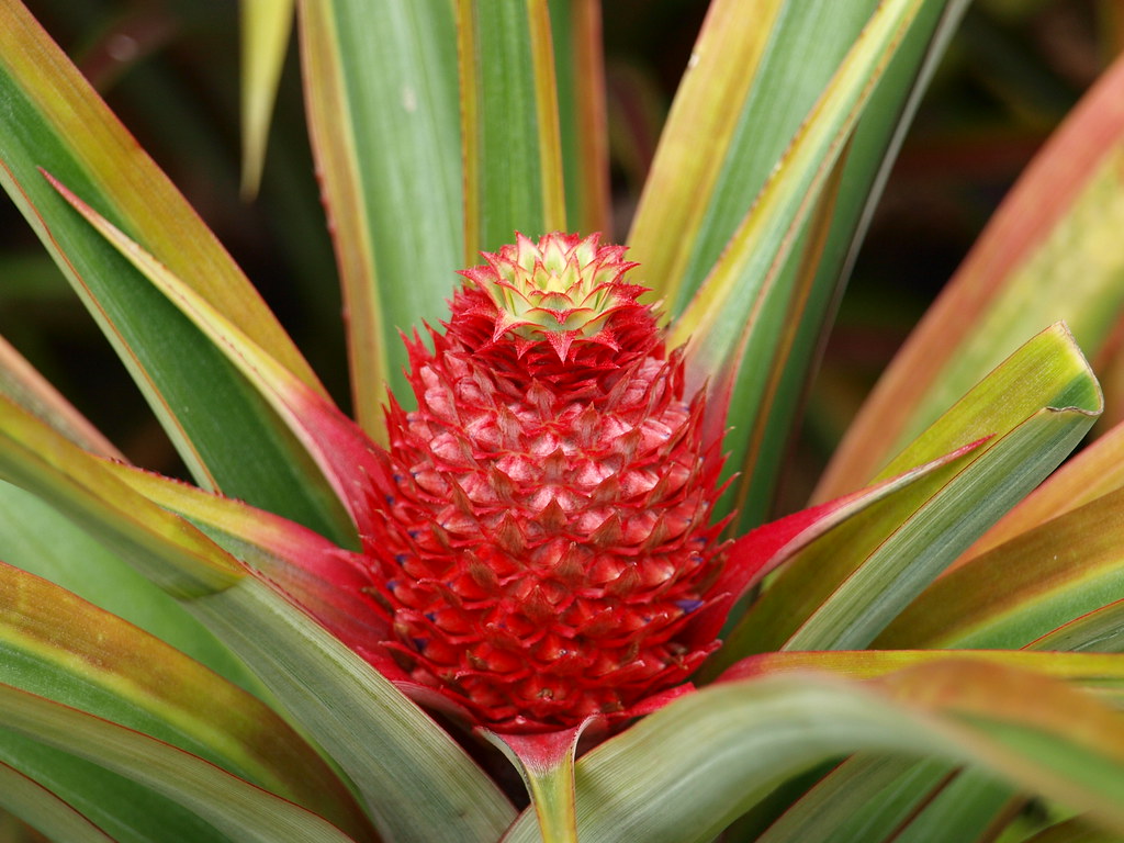 Nice and Red.. Pineapple (Ananas comosus) is the common na… Flickr