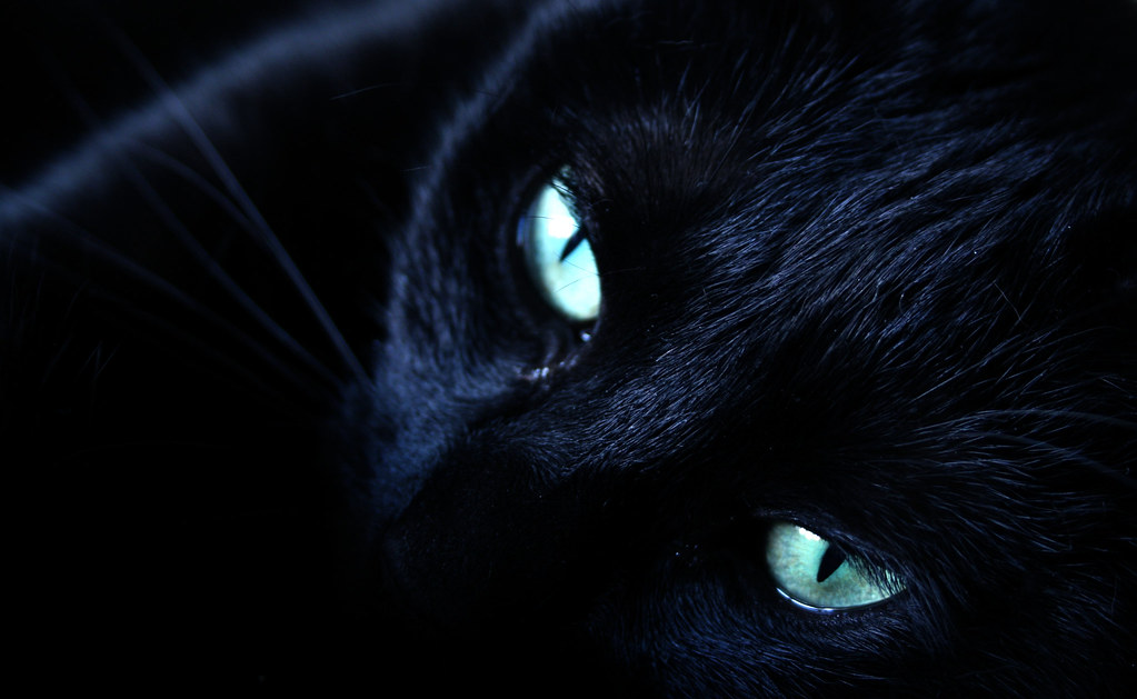 My pretty greeneyed black cat She has such beautiful eyes… Flickr