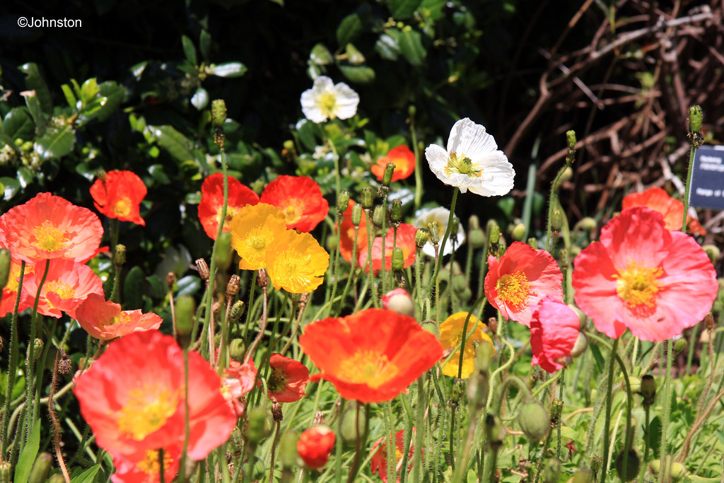 poppy flower bed Poppies flower bed at the Ft Worth Botani… Flickr