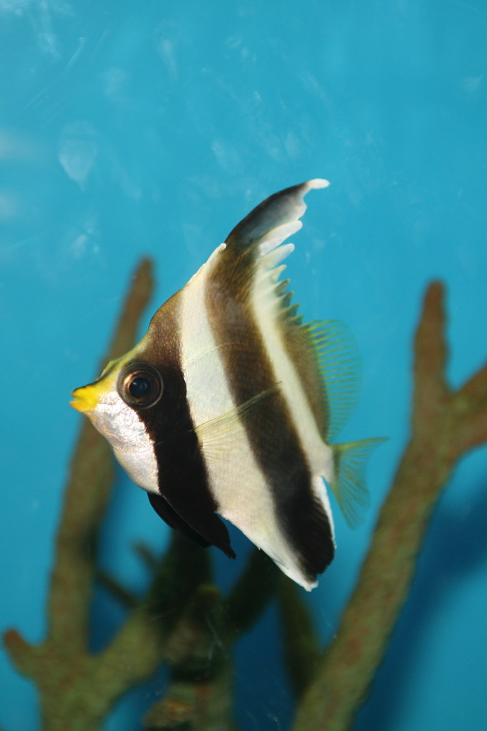 Pennant Bannerfish (Heniochus chrysostomus) The Pennant Ba… Flickr