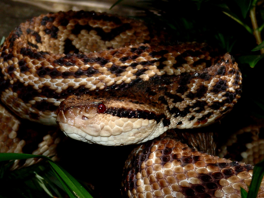 Magdalena Bush Master (Lachesis acrochorda) ©www.proaves
