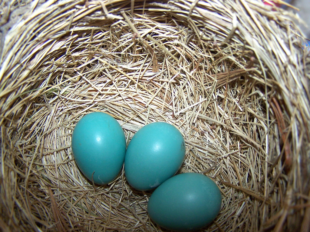 American Robin Eggs 1 Mom built this lovely nest in the … Flickr