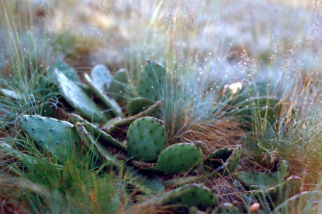 Michigan's Native Cactus Michigan's only native cactus, th… Flickr