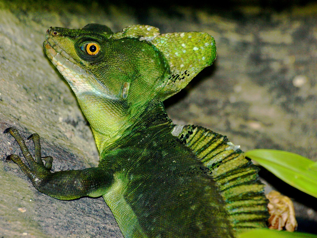 DoubleCrested Basilisk Lizard (Basiliscus plumifrons) Flickr
