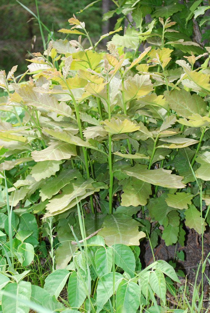 Profuse new growth on bur oak seedlings, Nay Tah Waush MN Flickr