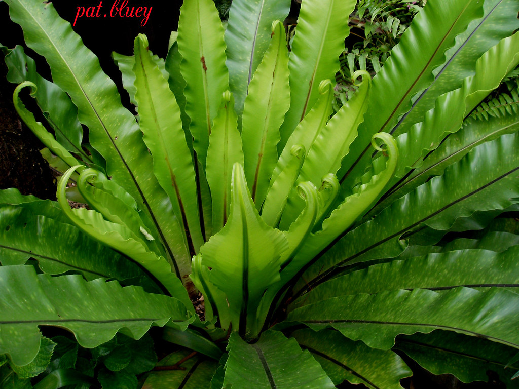 Birds Nest Fern The birds Nest Fern genus Asplenium. They … Flickr