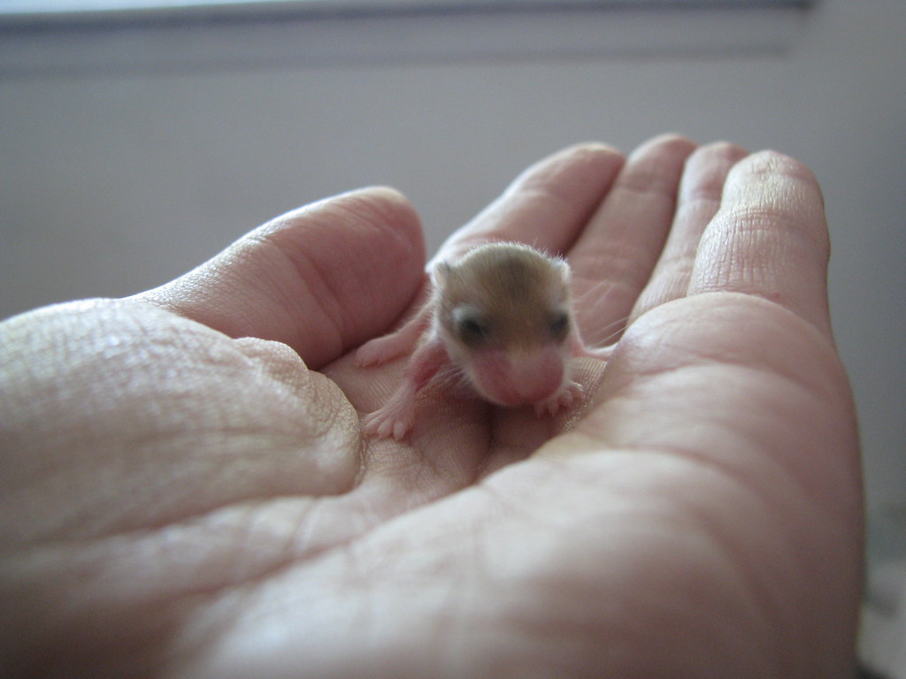 Robo Hamster Baby Hello, I am one of seven. HelloMokona Flickr