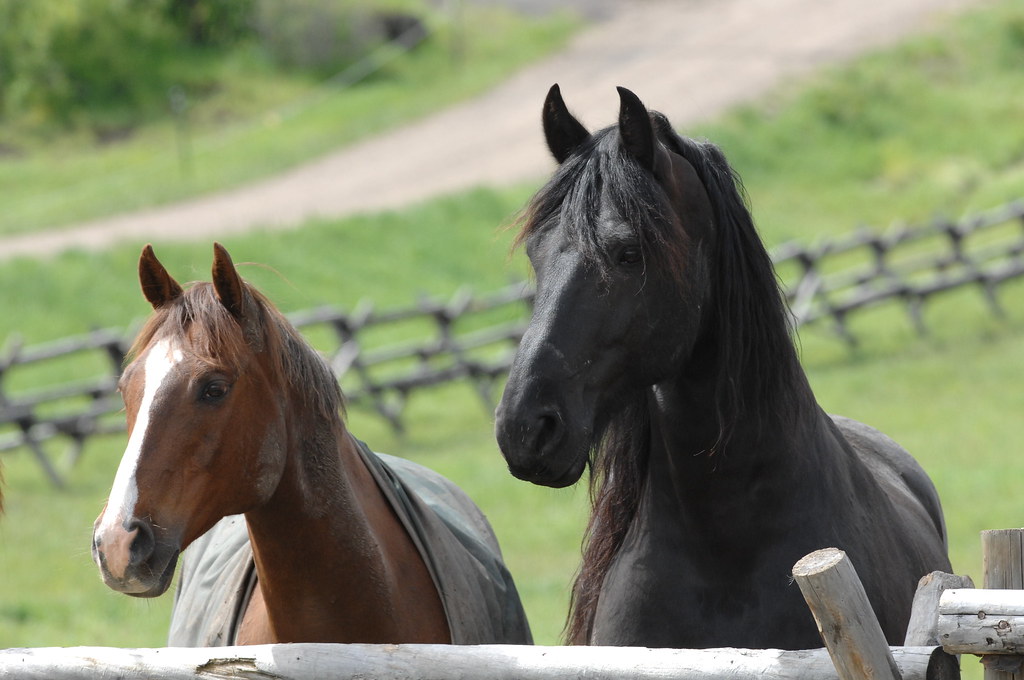 Fresian horse Two horses just biting each other. ParelliCentral