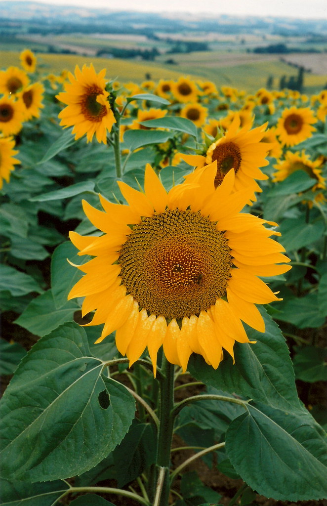Sunflowers(France) We drove toward southern France and we … Flickr