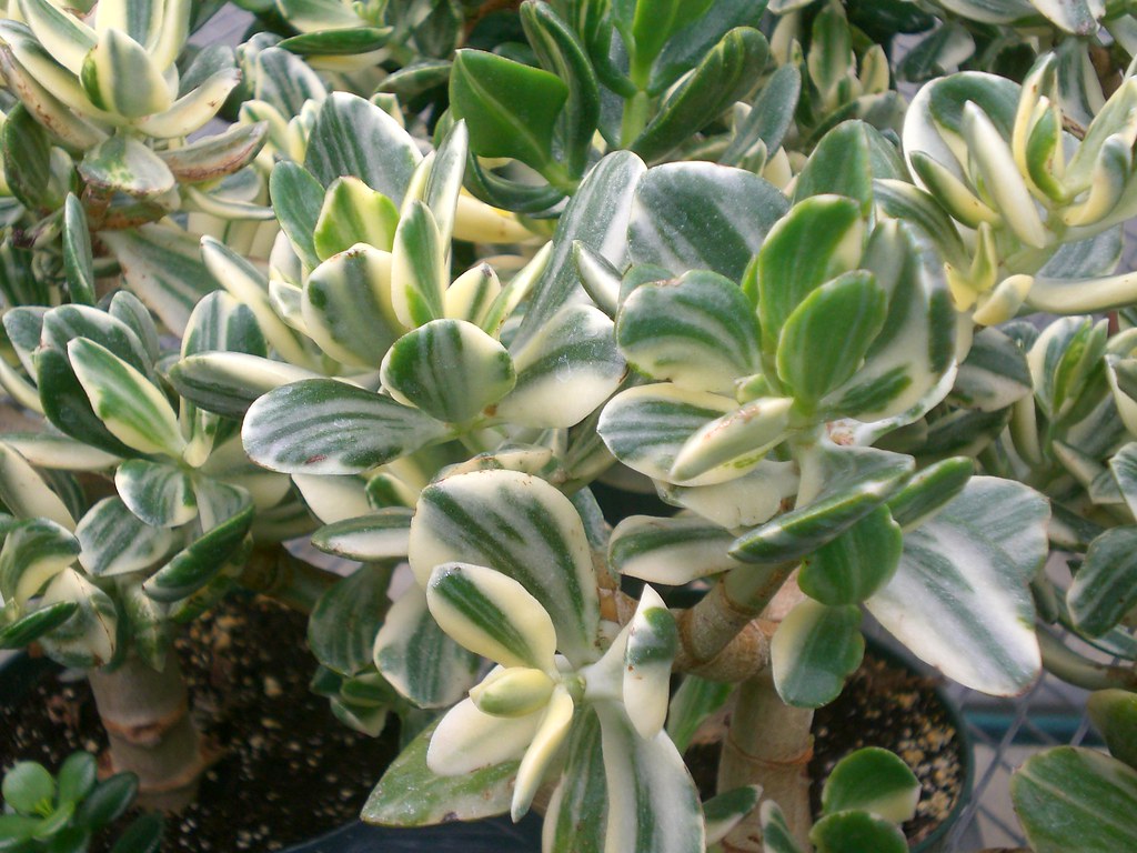 variegated jade plant Leslie Johnston Flickr