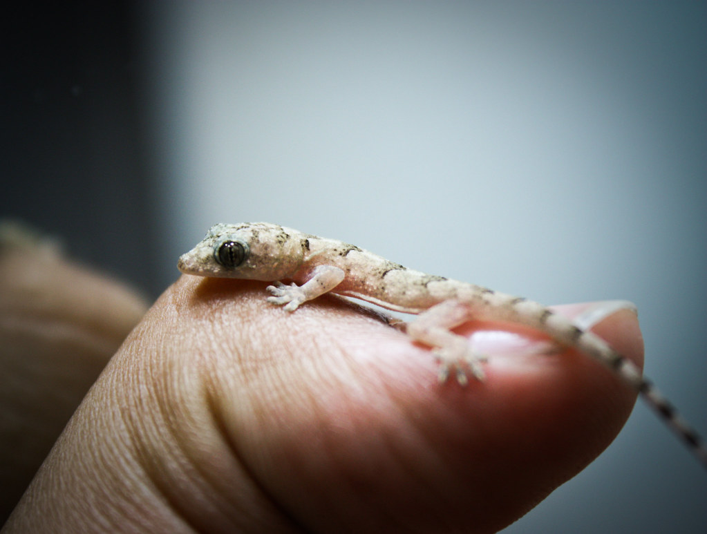 Biggest gecko in the world See how small he is? Rhian