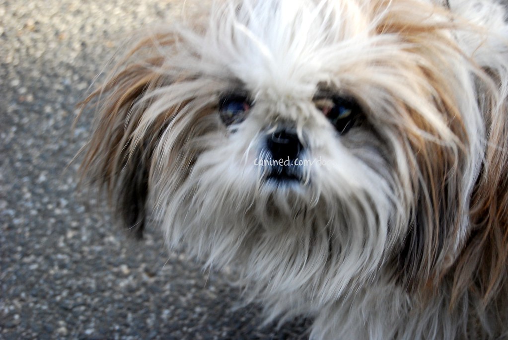 22909 canined female shih tzu full dog coat ungroomed cent