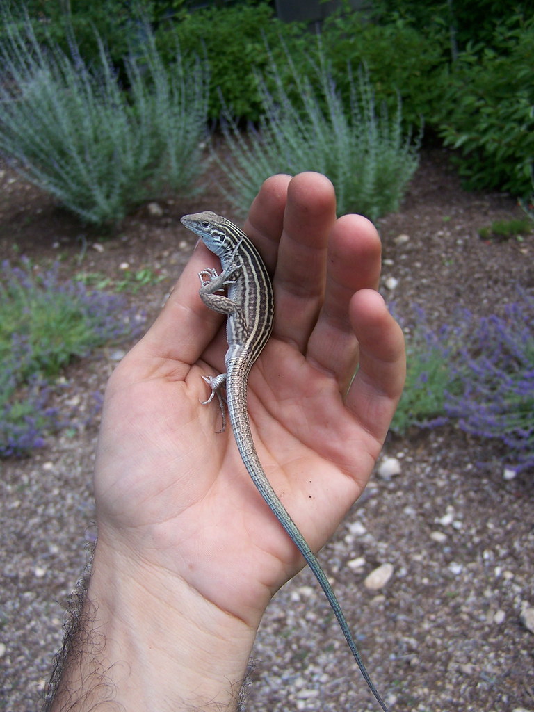 New Mexico Whiptail Lizard These Lizards are very strange … Flickr