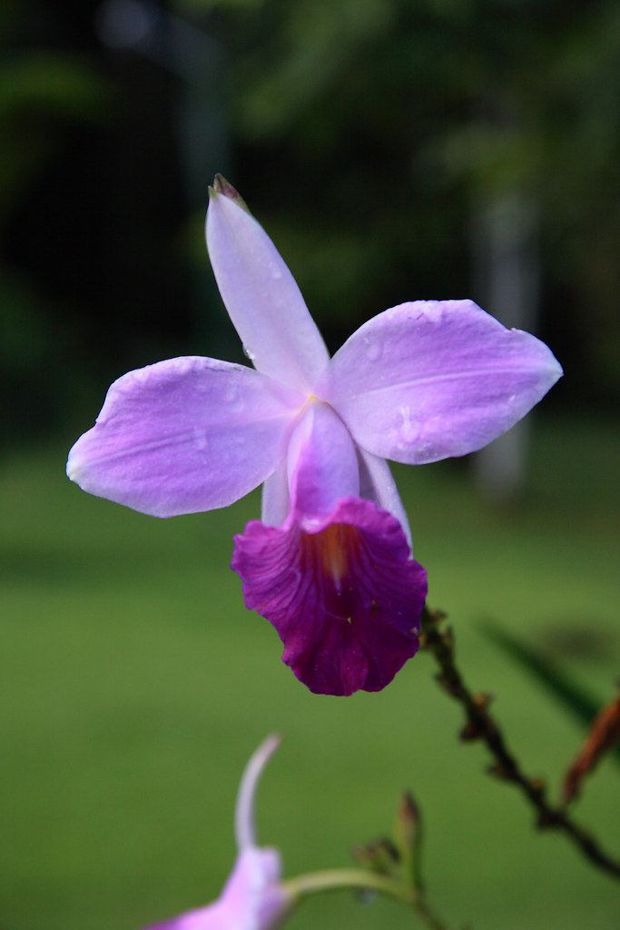 Guaria Morada, Purple Orchid, National Flower of Costa Ric… Flickr