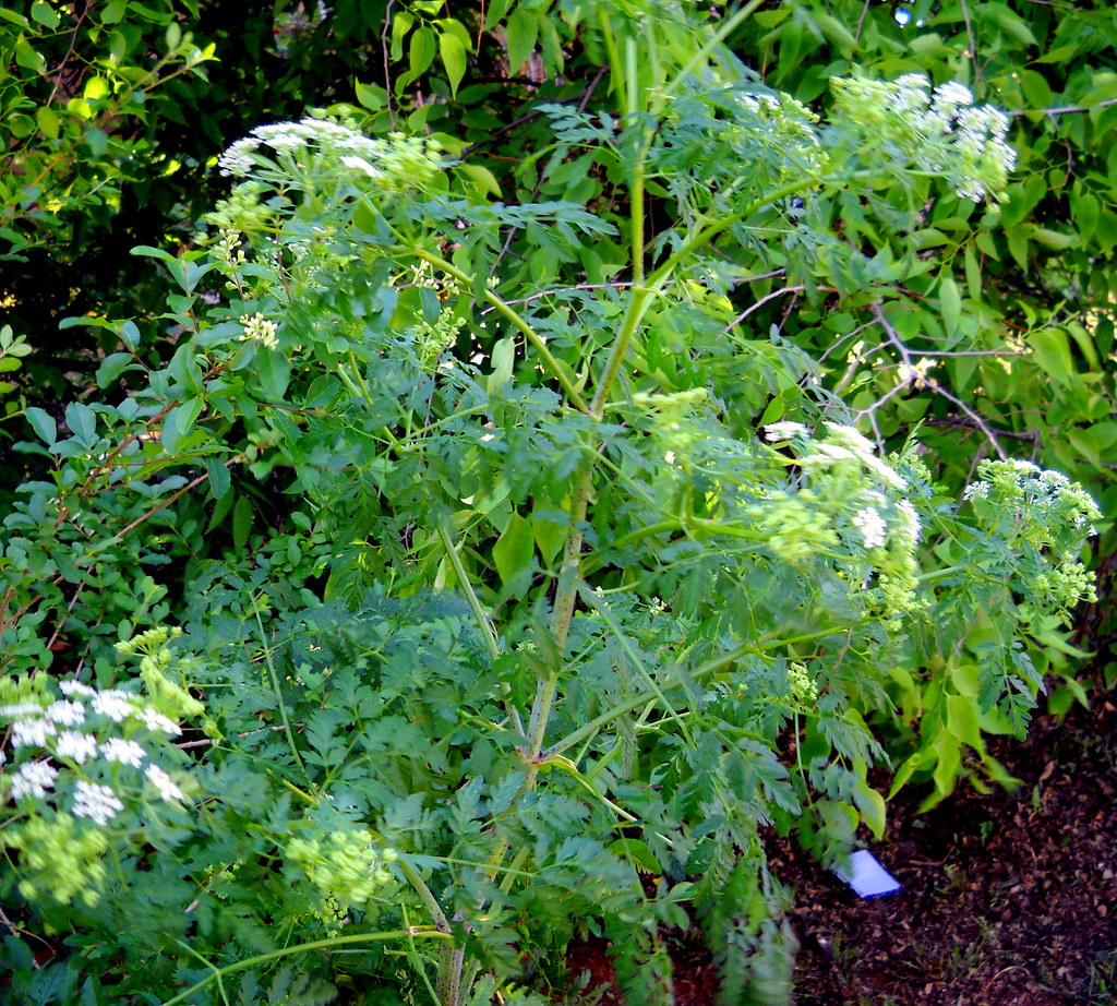 poison hemlock plant information Hemlock is a highly poiso… Flickr