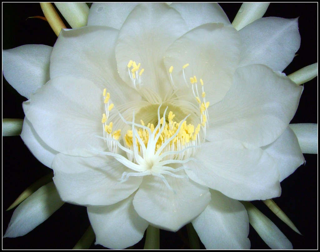 My fav. flower Wijaya kusuma ( epiphyllum anguliger ) Flickr