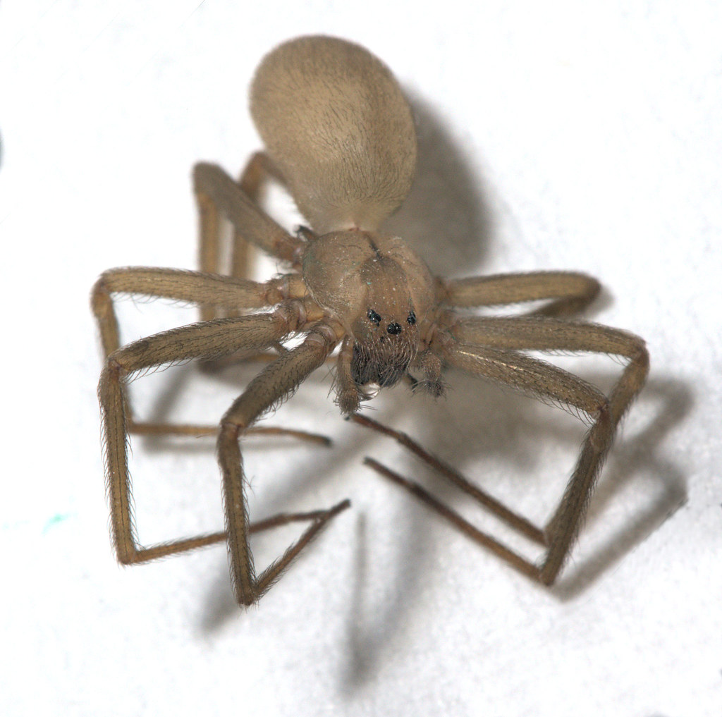 Recluse 2400 It's a dead brown recluse. Time to shake out … Flickr