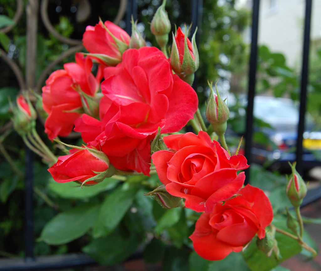 Wild red roses Wild vibrant red roses Paul Randall Flickr