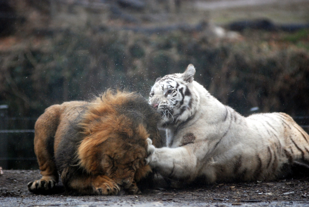 White tiger hits Lion White tiger everland.korea Flickr
