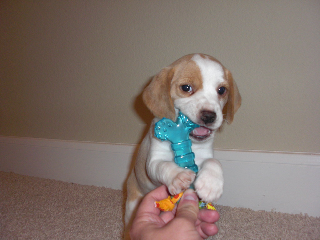 Lola, My Beagle Puppy Chewing on one of her toys.. I'm jus… Flickr