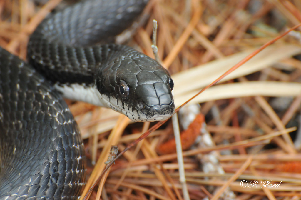 black snake Assateague Island, Maryland, known for its hor… Flickr