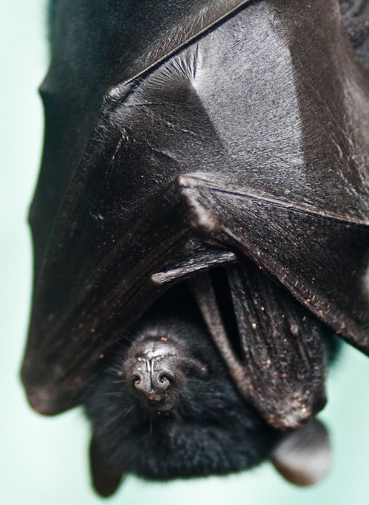 Sleeping Fruit Bat Bat sleeping in Bristol Zoo Andrew Moreton Flickr