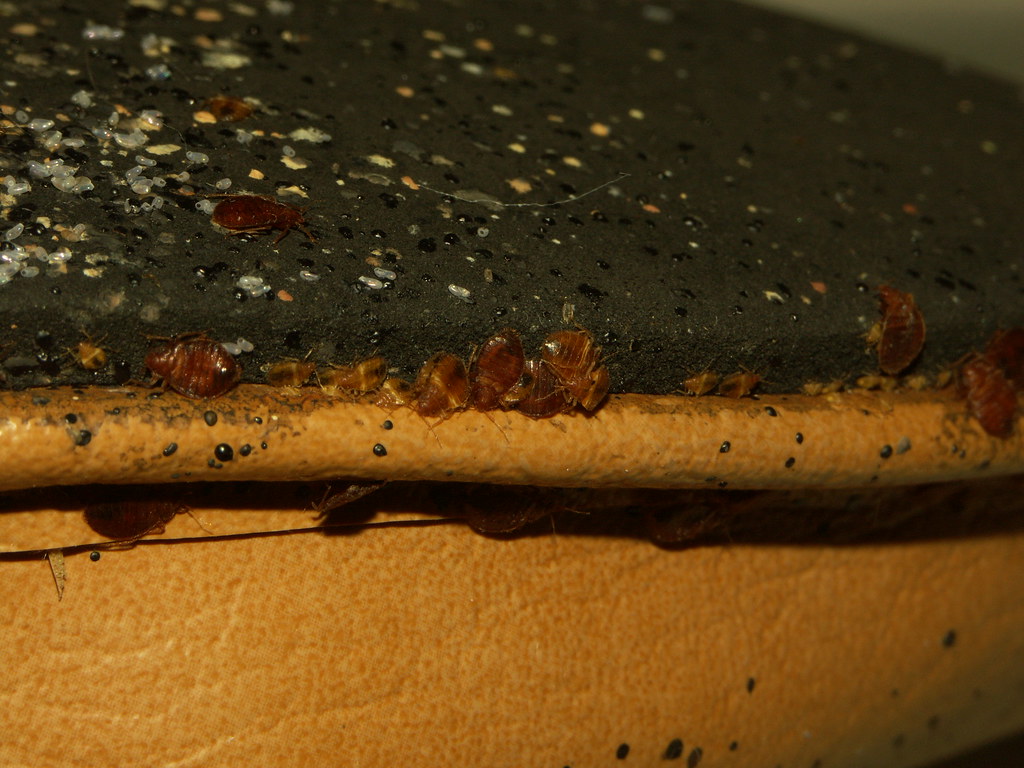 slipper infested with bed bugs Slipper is upside down. Var… Flickr