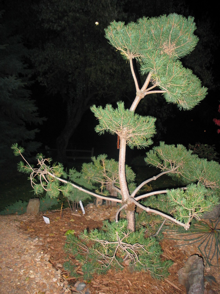 House of Green Reflections French Blue Scotch Pine (not so… Flickr