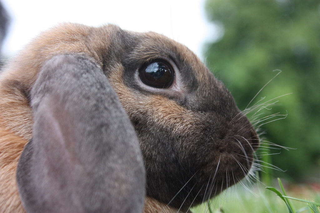 Lapin bélier nain parc extérieur gros plan Lapin bélier