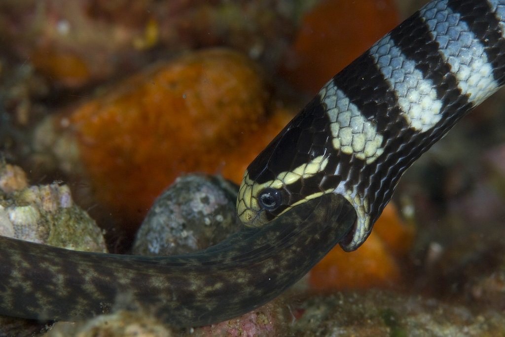 Sea snake eating moray eel Jason isley Flickr