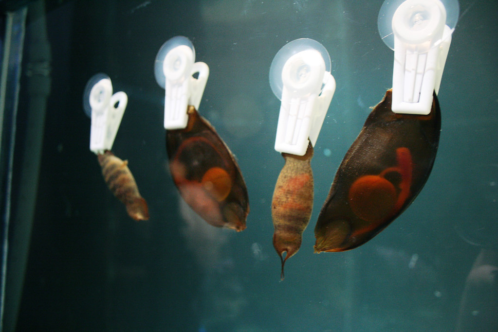 Mermaid's Purse "This name is given to the egg cases of ma… Flickr