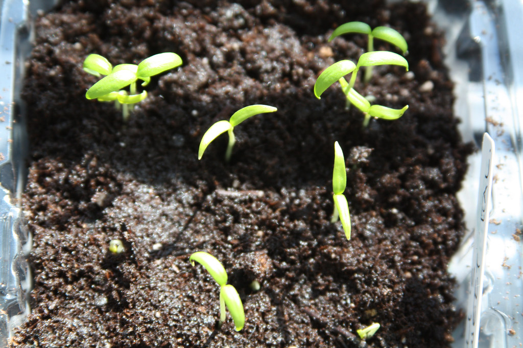Jalapeno Seedlings Things are cooking along nicely in the … Flickr