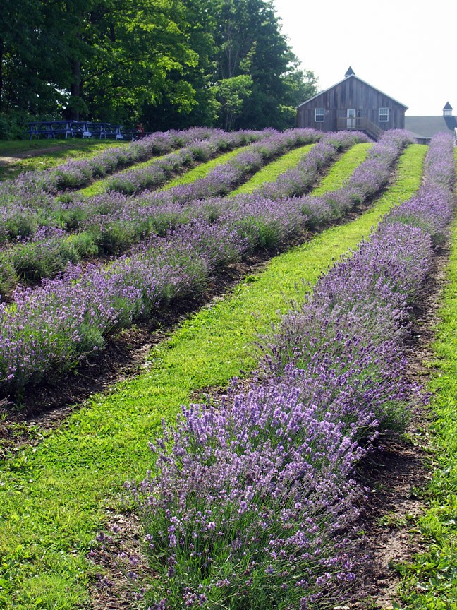 Bleu Lavande, Québec, Canada In Fitch Bay, Quebec, the lar… Flickr