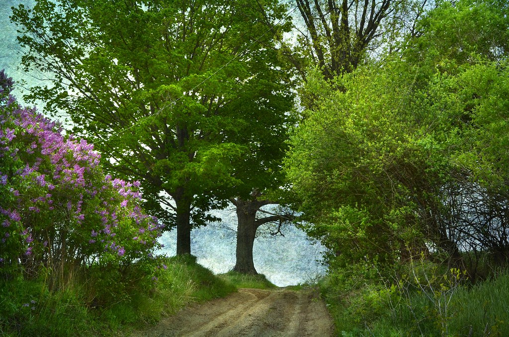 Lilacs When Lilacs Last in the Dooryard Bloom'd..... Pleas… Flickr