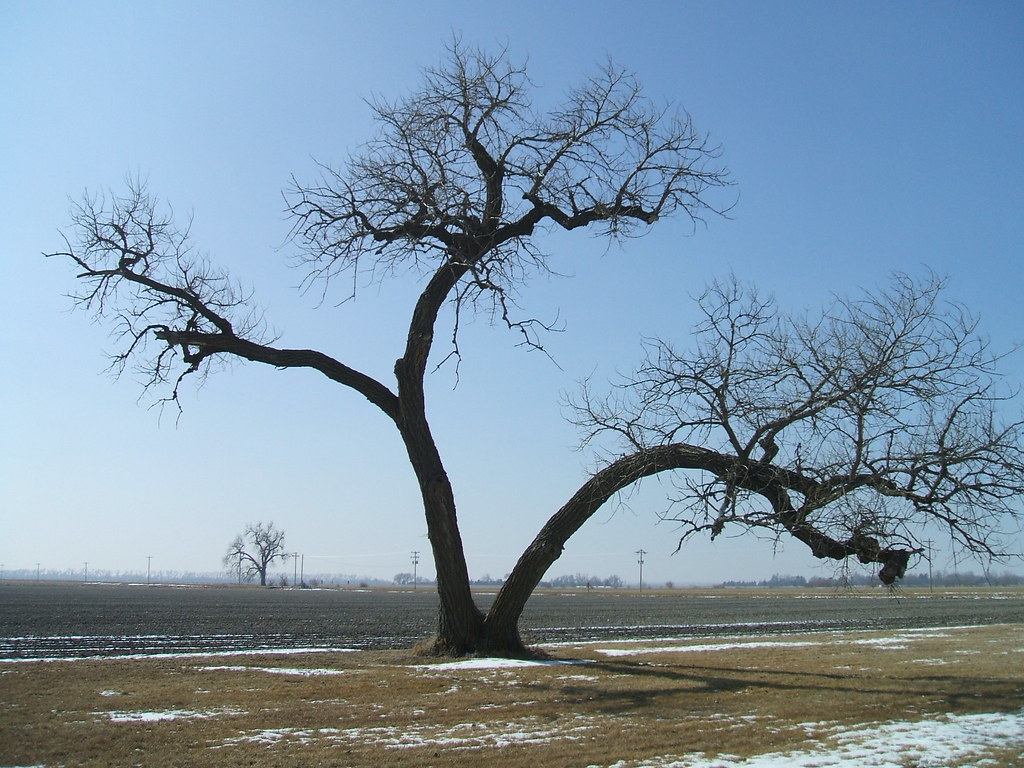 Populus deltoides, the Cottonwood, Nebraska's State Tree Flickr